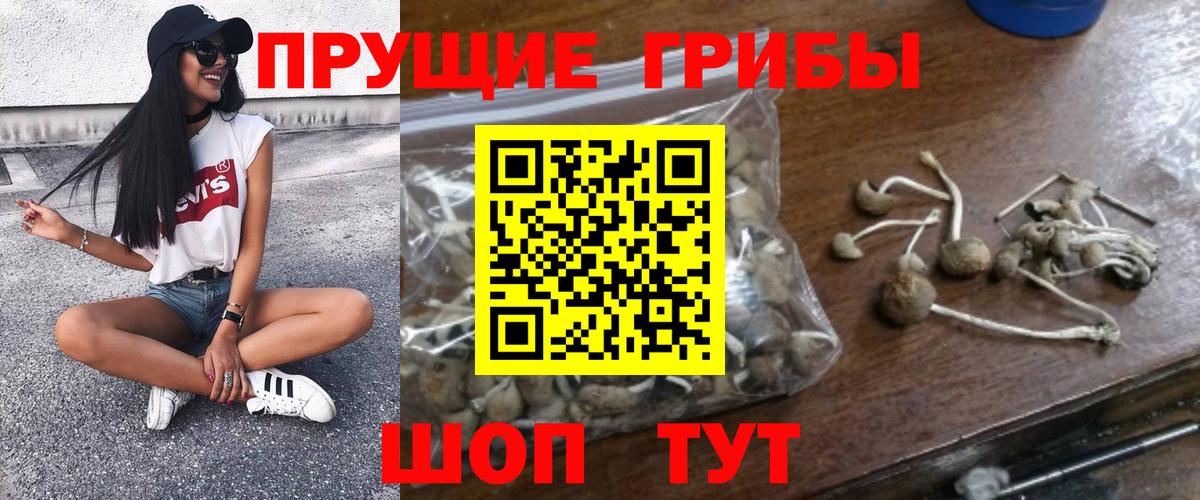 Галлюциногенные грибы GOLDEN TEACHER  Галлюциногенные грибы прущие грибы  Вход с VPN  Тайшет 